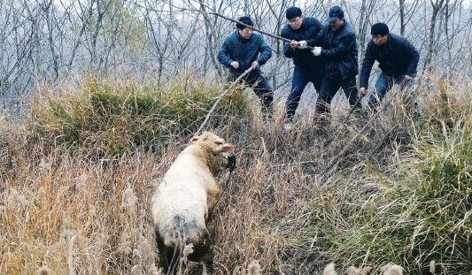 公牛“越狱”顶人特警连发八枪将其击毙