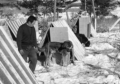 主人偷猎20余头野猪被拘3只猎犬绝食而亡