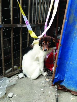 女孩被害后尸体遭藏衣柜爱犬守侯主人25天