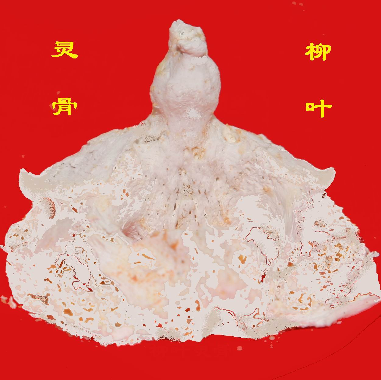 叶绍芬