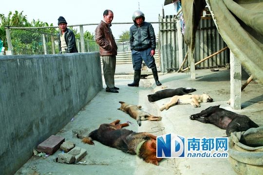 盗贼毒死5条家犬据称中毒狗被卖到外地大排档