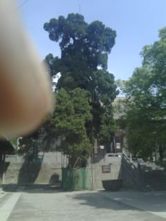 申玉兰
