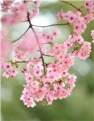 芳妮妮