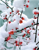 六月雪