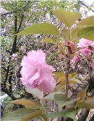 小芳