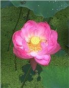 金丽蓉