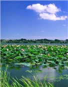 清泉石上流