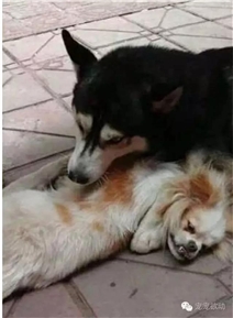     失去孩子的狗妈妈