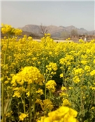 天堂莲花馆
