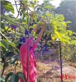 杨晓燕