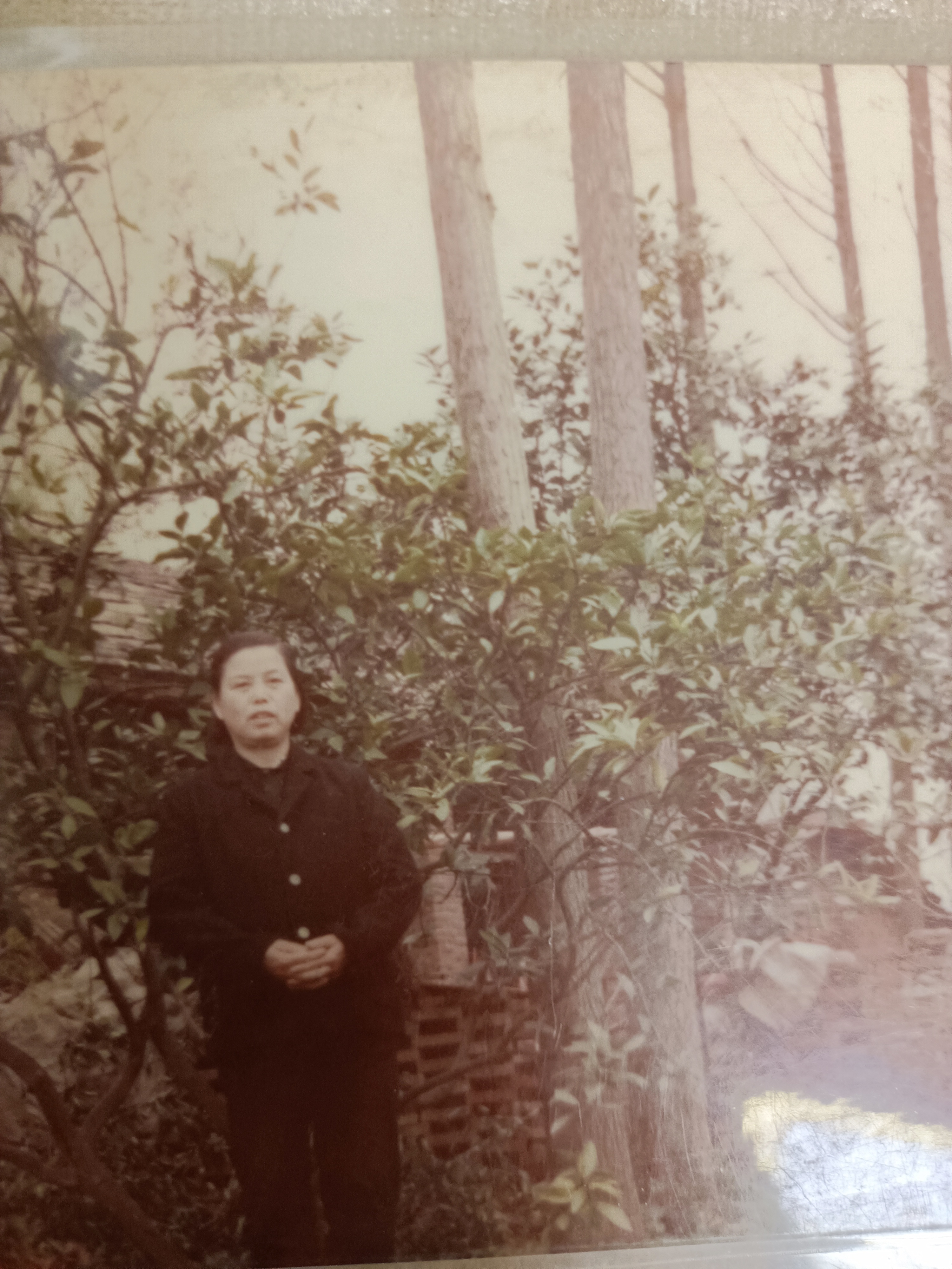 陈雪梅