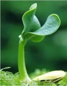 小林