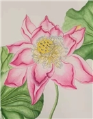 许秀莲