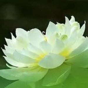 林善明