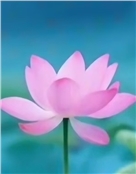盈盈一水间