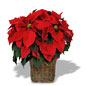 圣诞鲜花