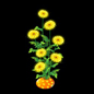 黄菊花