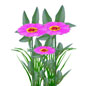 护灵花