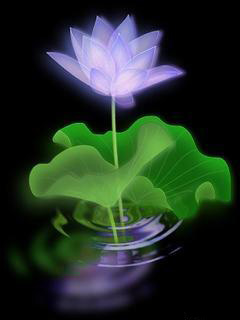 冷月照花魂